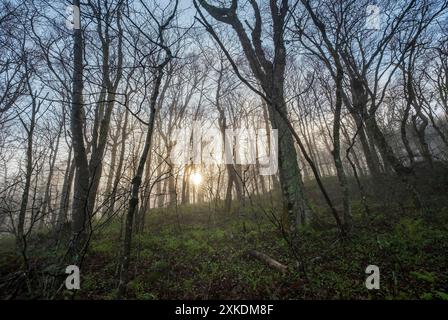 Nebeliger, nebeliger Morgen auf dem Appalachian Trail am Eingang zur Lewis Fork Wilderness, Mount Rogers, Virginia, USA Stockfoto