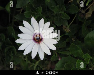 Eine Kap-Marguerite-Blume im Jipiro-Park von Loja, Ecuador Stockfoto