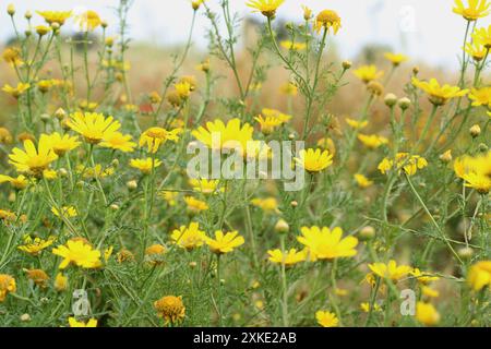 Gelbe Maisblüten (Glebionis segetum) blühen in der Natur. Nahaufnahme. Stockfoto