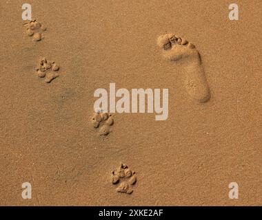 Perfekte Fußabdrücke von Mensch und Hund nebeneinander im nassen goldenen Sandstrand. Stockfoto