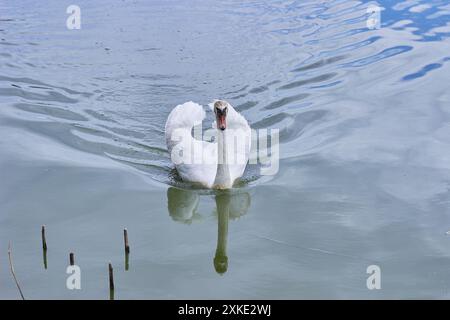 Ein herrlicher Schwan mit erhöhten Flügeln schwimmt auf einer ruhigen Wasseroberfläche. Stockfoto