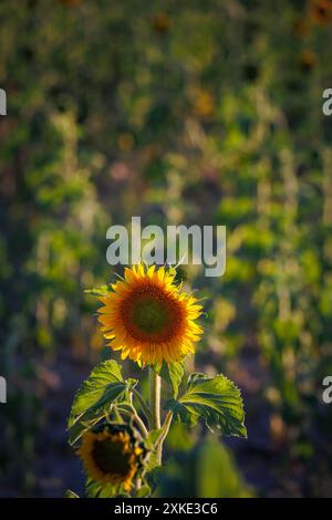 Schöne Sonnenblume bei Sonnenuntergang mit gelben Blütenblättern, Rohstoff für Sonnenblumenöl und Sonnenblumenkerne im Sonnenblumenfeld Stockfoto