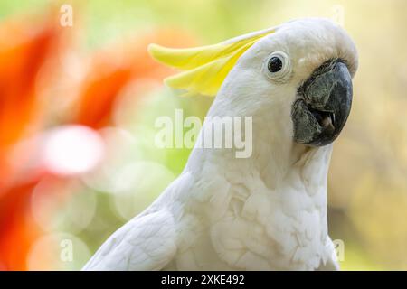 Wunderschöner weißer Kakadu (Cacatua alba) im St. Augustine Alligator Farm Zoological Park auf Anastasia Island in St. Augustine, Florida. (USA) Stockfoto