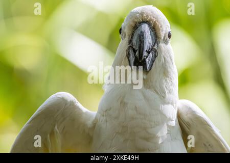 Schwefelgeschwemmter Cockatoo (Cacatua galerita) im St. Augustine Alligator Farm Zoological Park auf Anastasia Island in St. Augustine, FL. (USA) Stockfoto