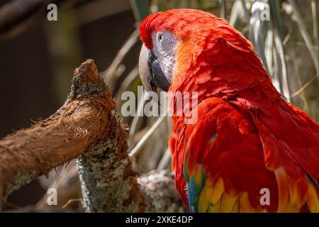 Leuchtender Scharlach (Ara macao) im St. Augustine Alligator Farm Zoological Park auf Anastasia Island in St. Augustine, Florida. (USA) Stockfoto