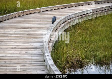 Der kleine Blaureiher (Egretta caerulea) thront am Rande des Tolomato River Boardwalk in Palencia, zwischen Nocatee und St. Augustine, FL. (USA) Stockfoto