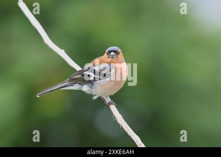 Männlichen Buchfinken (Fringilla Coelebs) Stockfoto