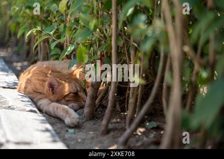 Die Katze ruht im Garten, um der Hitze zu entkommen Stockfoto