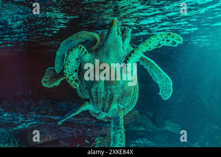 Foto der Meeresschildkröte auf der Insel Galapagos. Grüne Meeresschildkröte schwimmen friedlich am Meeresboden im flachen Wasser direkt am Strand. Schwimmen Stockfoto