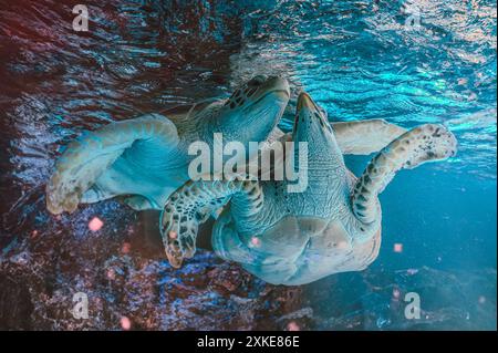 Foto der Meeresschildkröte auf der Insel Galapagos. Grüne Meeresschildkröte schwimmen friedlich am Meeresboden im flachen Wasser direkt am Strand. Schwimmen Stockfoto