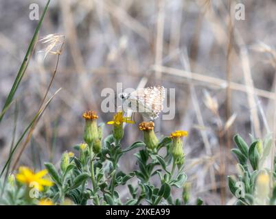Ein gemeiner karierter Skipper-Schmetterling; Burnsius communis; Barsch auf einer gelben Blume; umgeben von anderen gelben Wildblumen Stockfoto