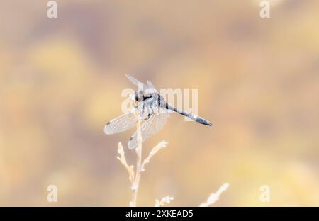 Eine Leucorrhinia intacta-Libelle liegt auf einem dünnen, braunen Stiel. Die Flügel der Libelle sind ausgestreckt, und ihr Körper ist dunkel. Stockfoto