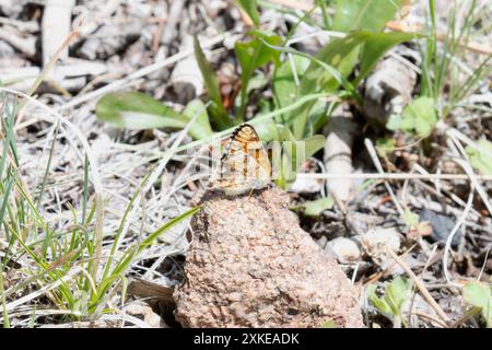 Ein Feldmondfalter, Phyciodes pulchella, ruht auf einem kleinen Felsen in einem grasbewachsenen Feld in Colorado. Die Flügel des Schmetterlings sind geschlossen. Stockfoto