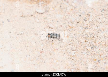 Eine Fleischfliege, die zur Familie der Satellitenfliegen der Sarcophagidae gehört, liegt auf einer Oberfläche aus feinem Kies. Die Fliege hat markante rote Augen Stockfoto