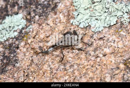 Eine graue Efferia-Räuberfliege liegt auf einer felsigen Oberfläche, die mit Flechten bedeckt ist. Die Räuberfliege hat einen Blattrichter (Blattrichter Cicadellidae) gefangen. Stockfoto