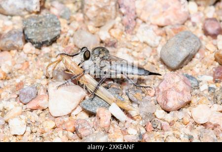 Eine Räuberfliege, die als Efferia-Art identifiziert wurde, wird gezeigt, wie sie einen Wyoming-Zahnstocher-Heuschrecken (Paropomala wyomingensis) in Colorado konsumiert. Stockfoto