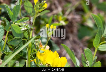 Eine Nahaufnahme der Wildblumen von Golden Banner; wissenschaftlich bekannt als Thermopsis colorado; blüht in der Wildnis in Colorado. Stockfoto