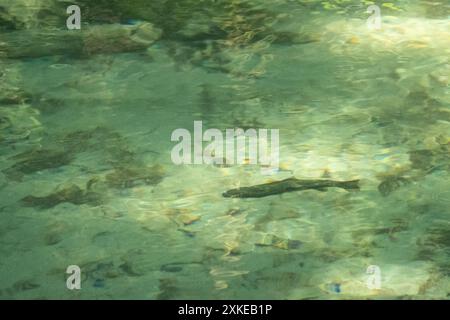 Cutthroat Forelle in einem kleinen Bach in South British Columbia, Kanada. Stockfoto