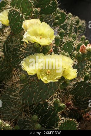 Gelb blühende Opuntia Cactus, Opuntia sulharharnstoff, Cactaceae. Argentinien, Südamerika. Stockfoto