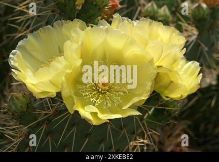 Gelb blühende Opuntia Cactus, Opuntia sulharharnstoff, Cactaceae. Argentinien, Südamerika. Stockfoto