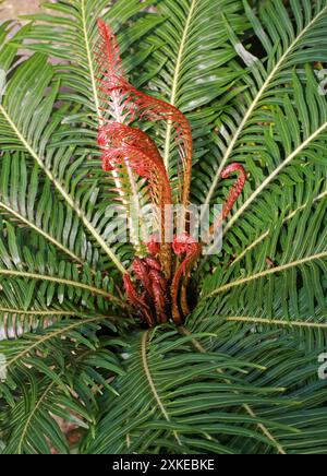 Brasilianischer Zwergbaumfarn, roter brasilianischer Baumfarn oder roter Zwergbaumfarn, Neoblechnum brasiliense, Blechnaceae. Südamerika. Stockfoto