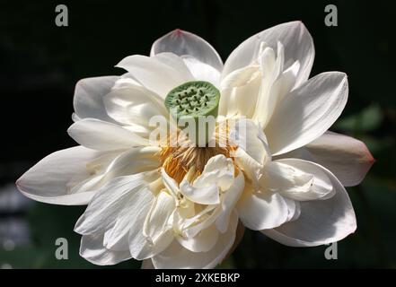 Indischer Lotus, Heiliger Lotus, Bohnen von Indien oder Heilige Wasserlilie, Nelumbo nucifera, Nelumbonaceae, syn. Nelumbium speciosum oder Nymphaea nelumbo. Stockfoto