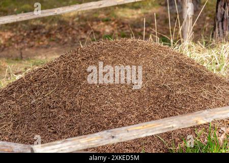 Eine Nahaufnahme einer großen Ameisenhügel im Wald Stockfoto