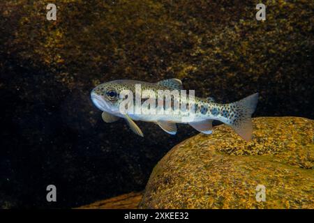 Cutthroat Forelle ( Oncorhynchus clarkii ) Stockfoto