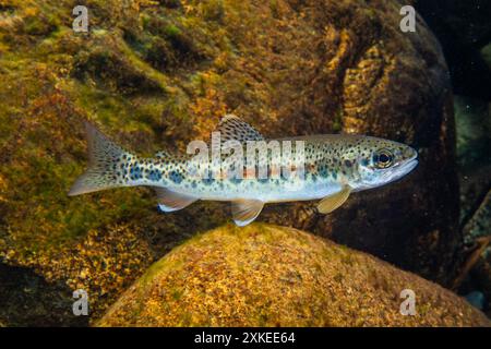 Schnittforelle mit Laichfärbung. Stockfoto