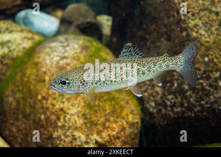 Cutthroat Forelle mit erstaunlicher Färbung in einem flachen Bach im pazifischen Nordwesten. Stockfoto