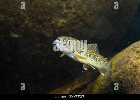 Cutthroat-Forelle. Stockfoto