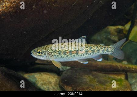 Cutthroat Forelle in British Columbia, Kanada. Stockfoto