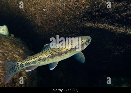 Adulte Cutthroat-Forelle in einem klaren Wasserstrom. Stockfoto