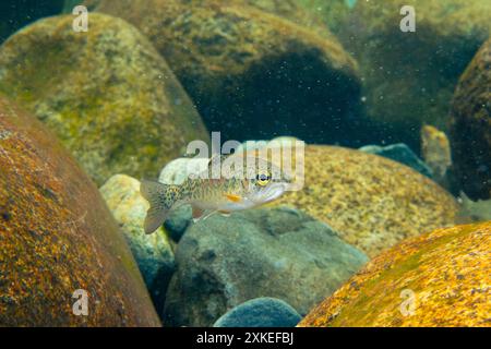 Junge Cutthroat-Forelle in einem flachen Bach in den North Vancouver Mountains. Stockfoto