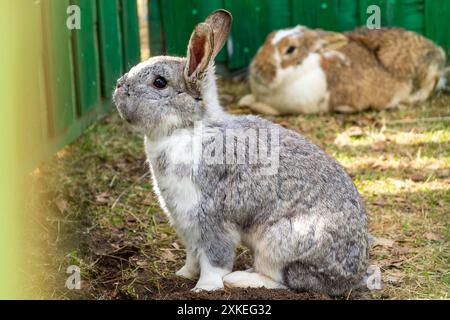 Graues Kaninchen mit einem weiteren Kaninchen dahinter Stockfoto