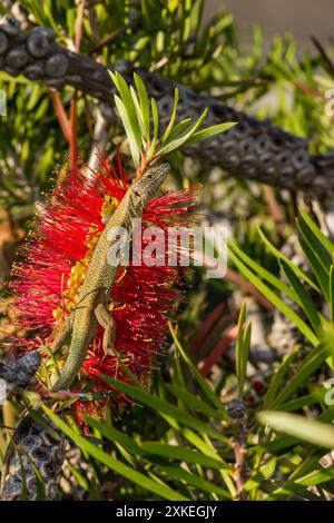 Madeiranische Mauerechse - Teira dugesii Stockfoto