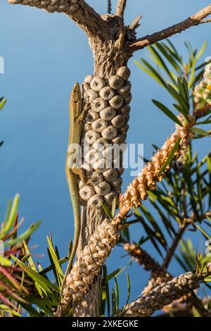 Madeiranische Mauerechse - Teira dugesii Stockfoto