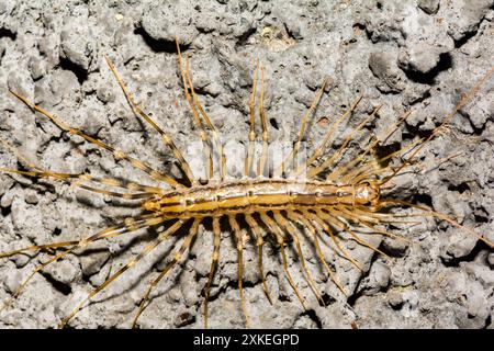 Haus Centipede - Scutigera coleoptrata Stockfoto