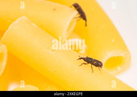 Rice Weevil - Sitophilus oryzae Stockfoto