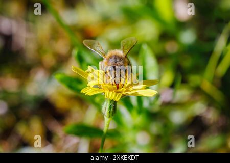 No Mow May: Eine Honigbiene (APIs mellifera) sammelt Pollen und Nektar auf einer gelben Katzenohrpflanze (Hypochaeris radicata), einem gewöhnlichen Gras, Surrey, Großbritannien Stockfoto