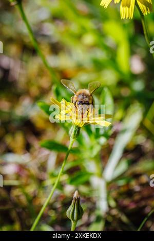 No Mow May: Eine Honigbiene (APIs mellifera) sammelt Pollen und Nektar auf einer gelben Katzenohrpflanze (Hypochaeris radicata), einem gewöhnlichen Gras, Surrey, Großbritannien Stockfoto