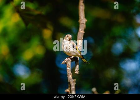 Ein Jugendlicher Carduelis carduelis, europäischer Goldfink, der im Frühjahr auf einem Zweig in einem Garten in Surrey, Südosten Englands, thront Stockfoto