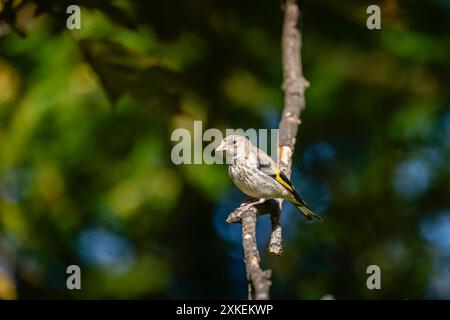 Ein Jugendlicher Carduelis carduelis, europäischer Goldfink, der im Frühjahr auf einem Zweig in einem Garten in Surrey, Südosten Englands, thront Stockfoto