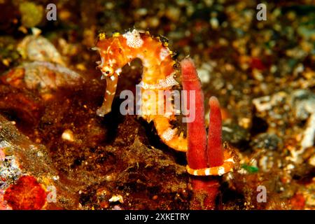 Dorny Seahorse, auch bekannt als Spiny Seahorse, Hippocampus histrix, gerollt um einen Meeresschwamm, Unterwasser, orange, weiß, gelb. Tulamben, Bali, Stockfoto