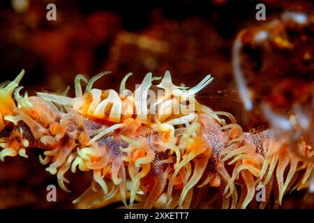 Sansibar Peitschenstrauch, Dasycaris zanzibarica. Tulamben, Bali, Indonesien. Bali Meer, Indischer Ozean Stockfoto