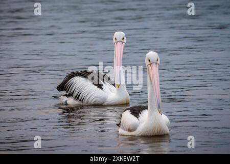 Zwei australische Pelikane bei Sonnenuntergang auf dem Noosa River in Queensland Stockfoto