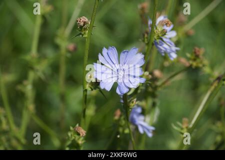 Zichorien, Cichorium intybus, mit einer schönen blauen Blume unter natürlichem Sonnenlicht. Dieses ausdauernde Kraut ist auch bekannt als blaues Gänseblümchen oder blaues Dancel Stockfoto