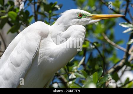 Reiher (Ardea alba) während der Brutsaison auf Anastasia Island in St. Augustine, Florida. (USA) Stockfoto