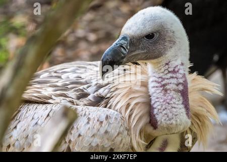 Cape Griffon Vulture (Gyps coprotheres) im Zoologischen Park der St. Augustine Alligator Farm in St. Augustine, Florida. (USA) Stockfoto