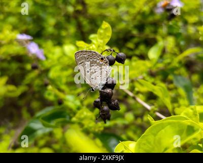 Eine Nahaufnahme eines Luthrodes pandava-Schmetterlings oder Plains Cupid, der sich von Beeren ernährt. Die blauen Flügel und die orangefarbenen Markierungen heben sich von grünem Laub ab. Stockfoto